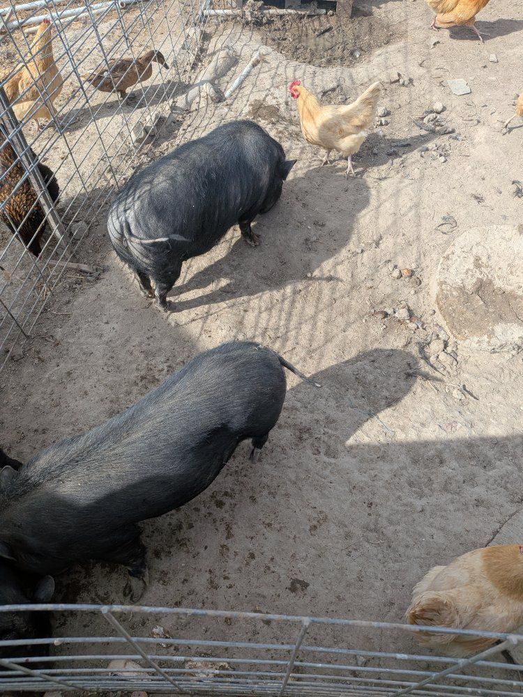 Pot Belly Pigs