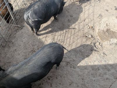 Pot Belly Pigs