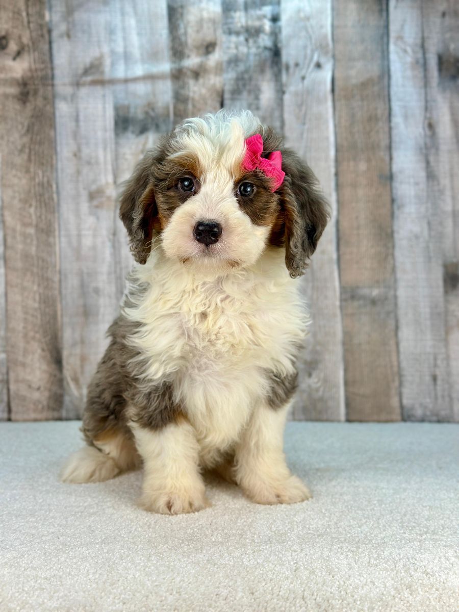Girl Fifi - Merle Mini Bernedoodle $2500