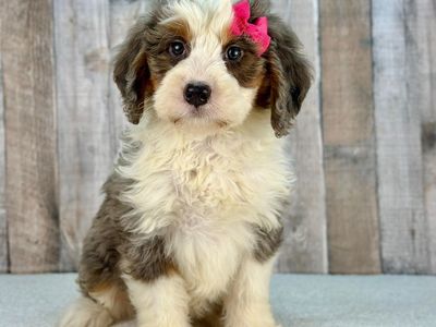 Girl Fifi - Merle Mini Bernedoodle $2500