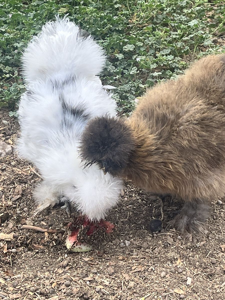Silkie Hens