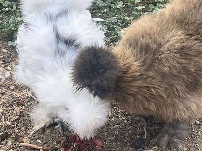 Silkie Hens