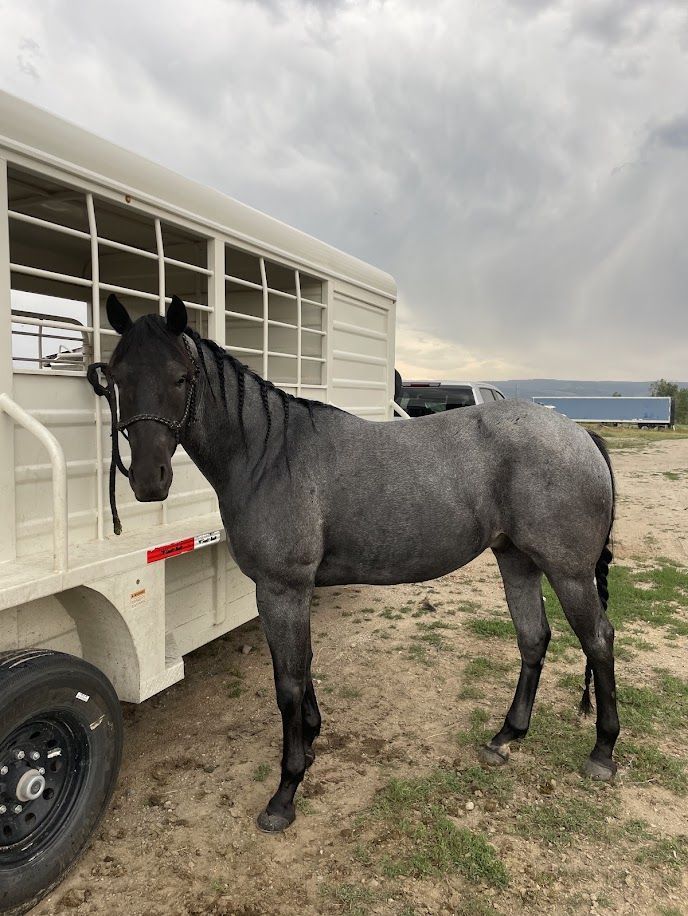 4 Year Old Blue Roan Gelding