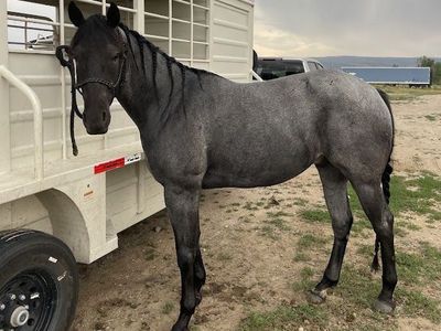4 Year Old Blue Roan Gelding