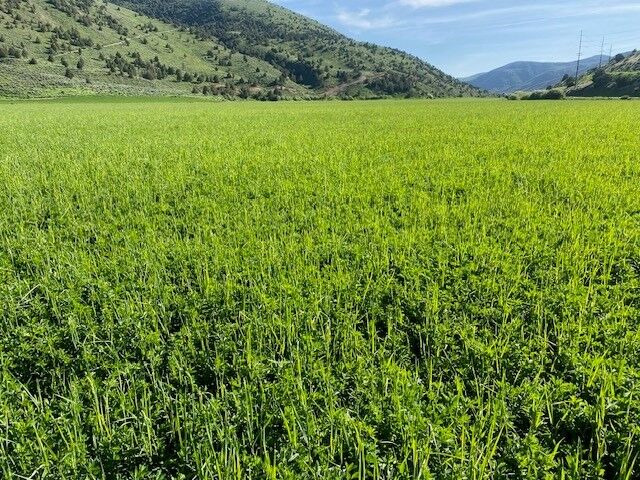 Premium Alfalfa / Orchard grass Mix, 21 Small Bale Bundle, Weed Free
