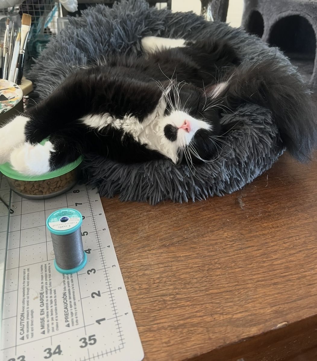 Half Ragdoll Fluffy Black and White Cat