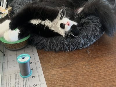 Half Ragdoll Fluffy Black and White Cat