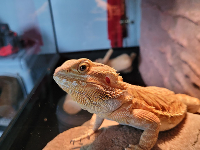 Friendly Bearded Dragon with 40 Gallon Terrarium & Supplies