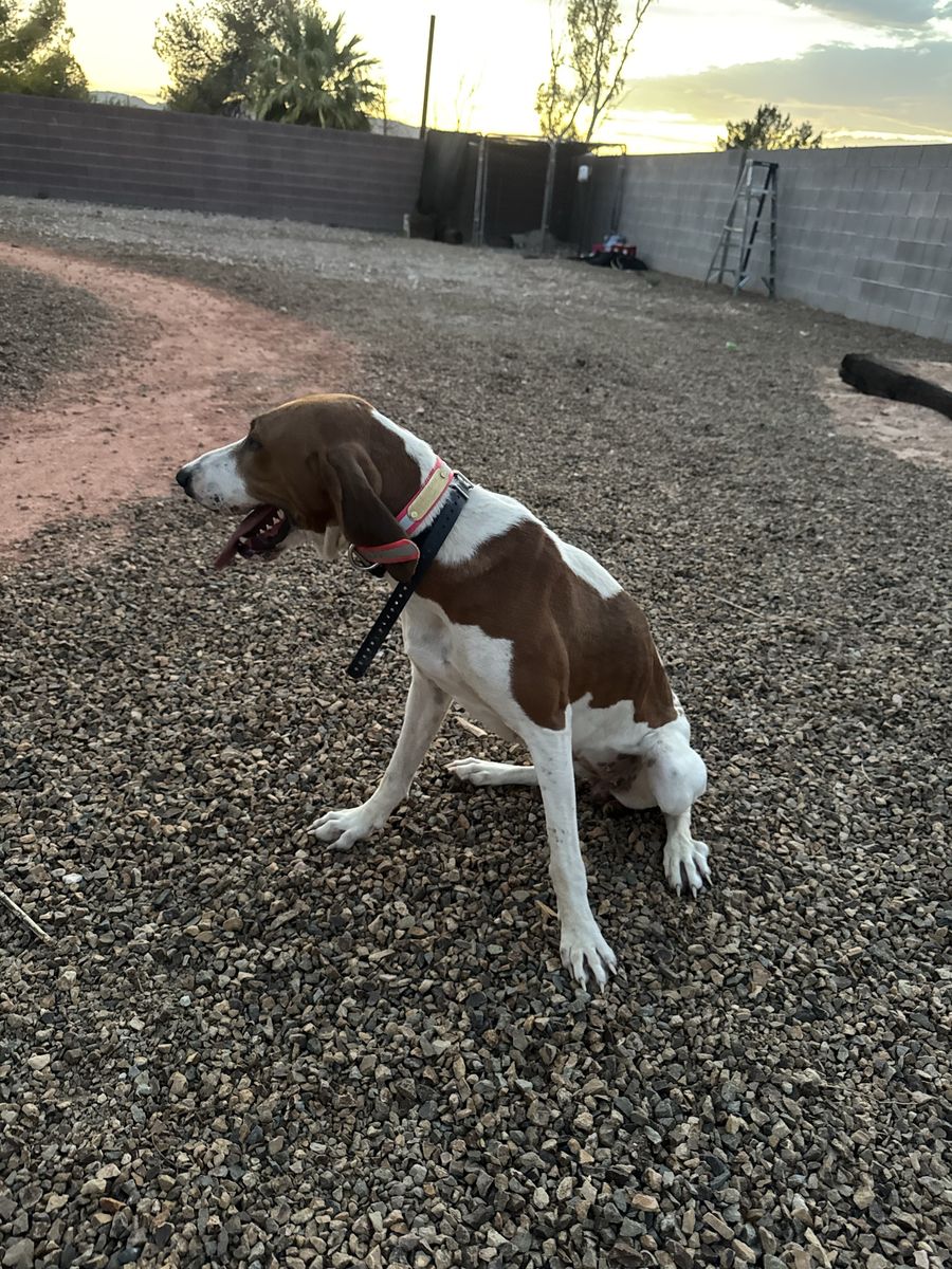 4-Year-Old Proven Lion & Bear Hound from Jeff Allen - Excellent Genetics & Friendly