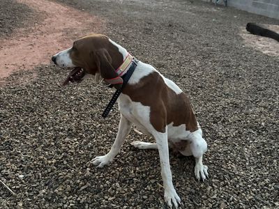 4-Year-Old Proven Lion & Bear Hound from Jeff Allen - Excellent Genetics & Friendly