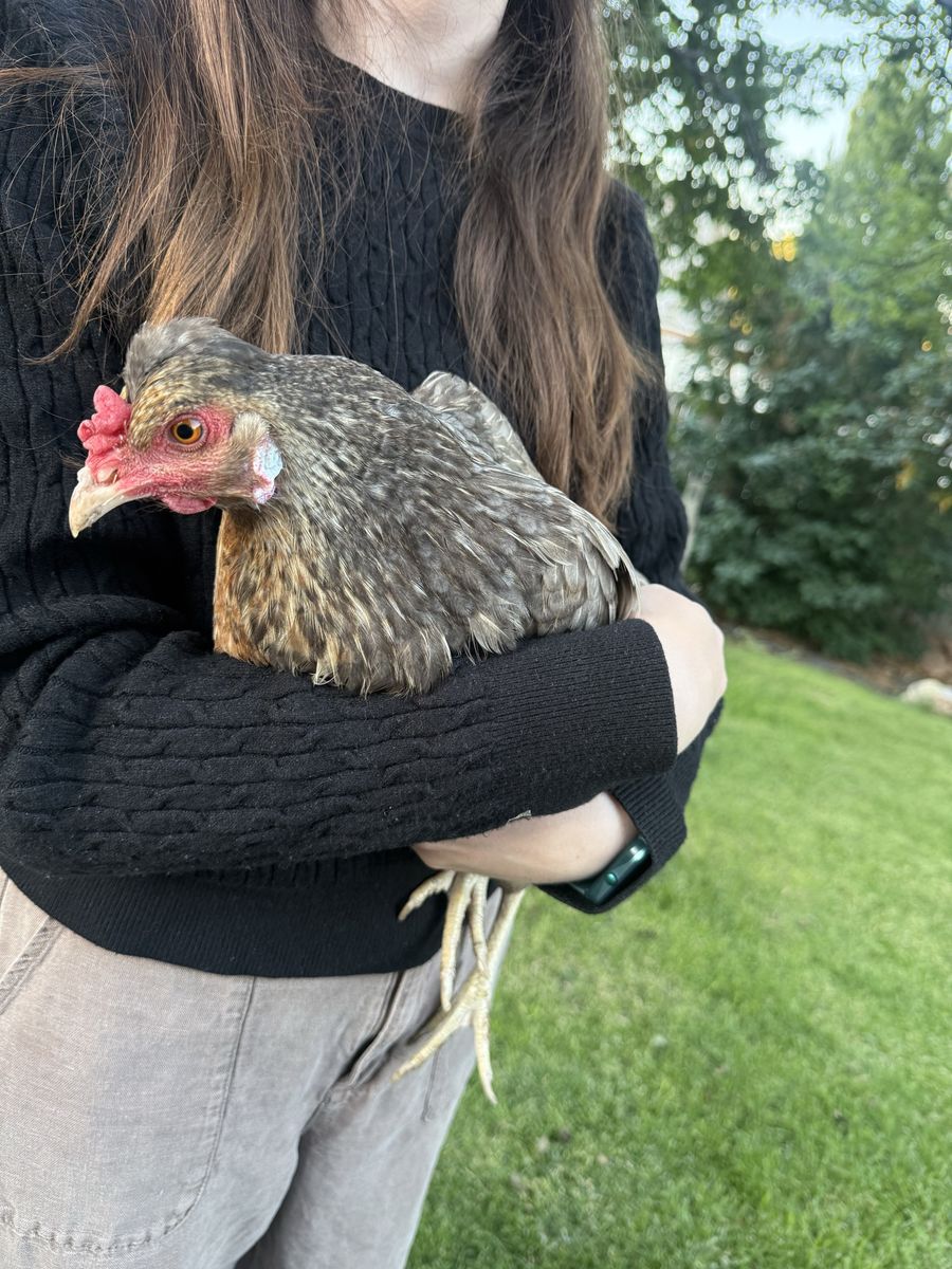 Healthy Laying Hens (Various Breeds) - Ready for Your Coop!