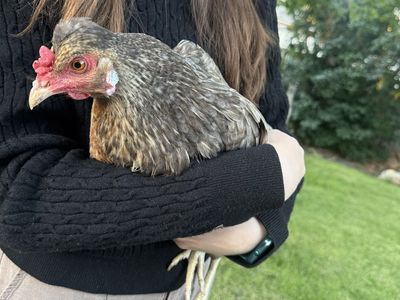 Healthy Laying Hens (Various Breeds) - Ready for Your Coop!