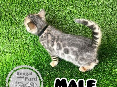 Bengal Purebred kitten ready to go to his new home