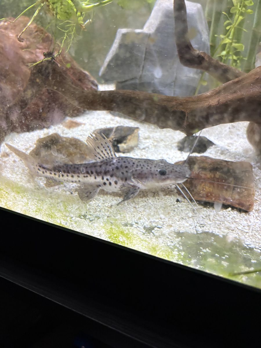 Redtail/tigershovelnose catfish