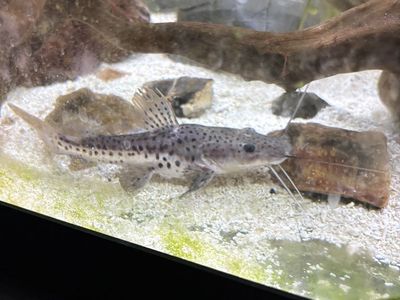 Redtail/tigershovelnose catfish