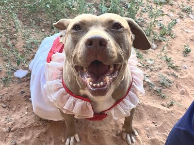 Hello my name is Queen Bee