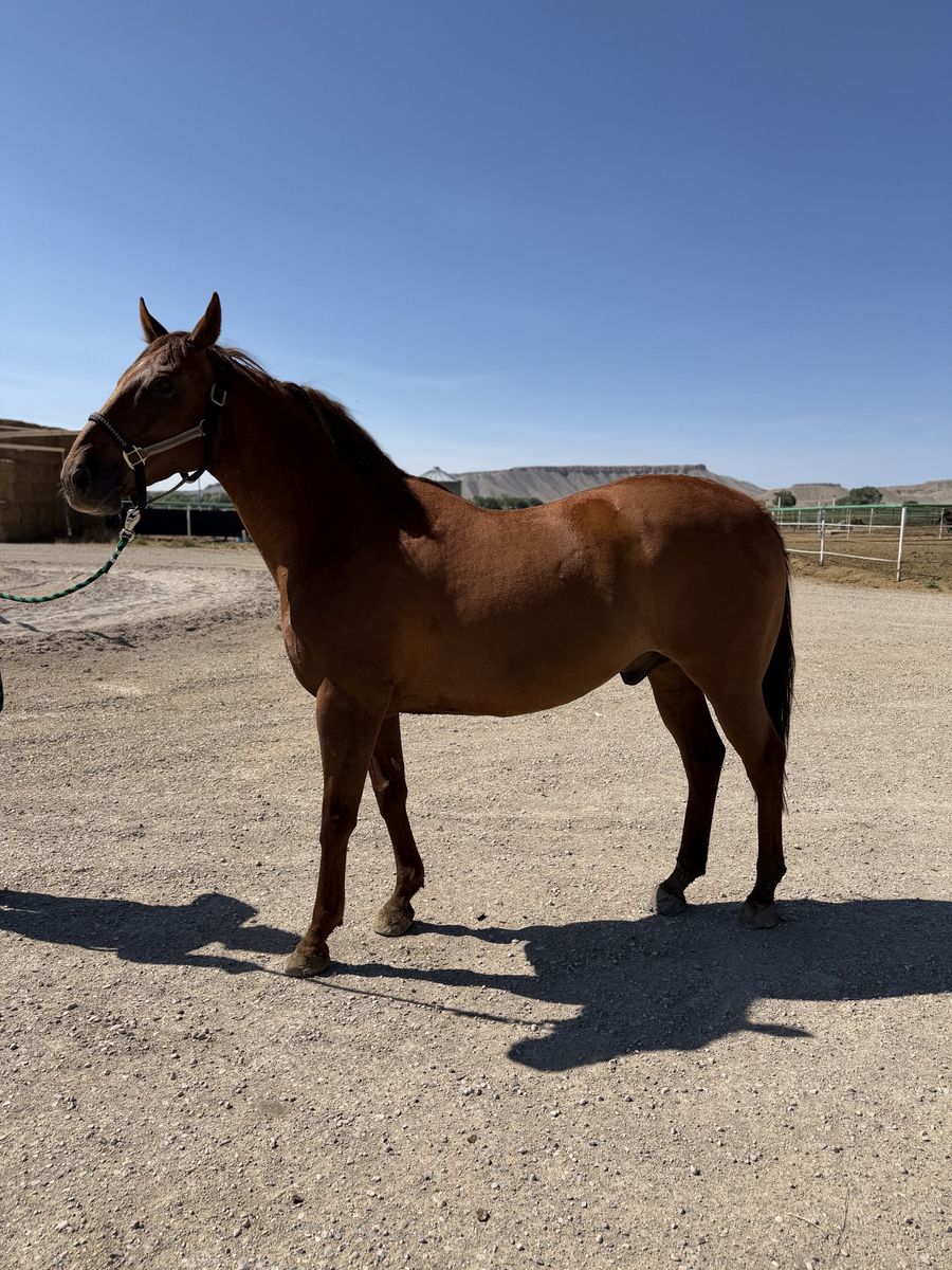 4 yr old quarter horse gelding
