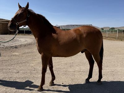 4 yr old quarter horse gelding