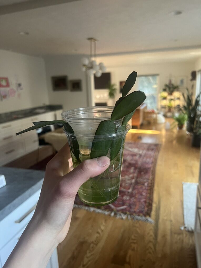 Christmas Cactus Cutting