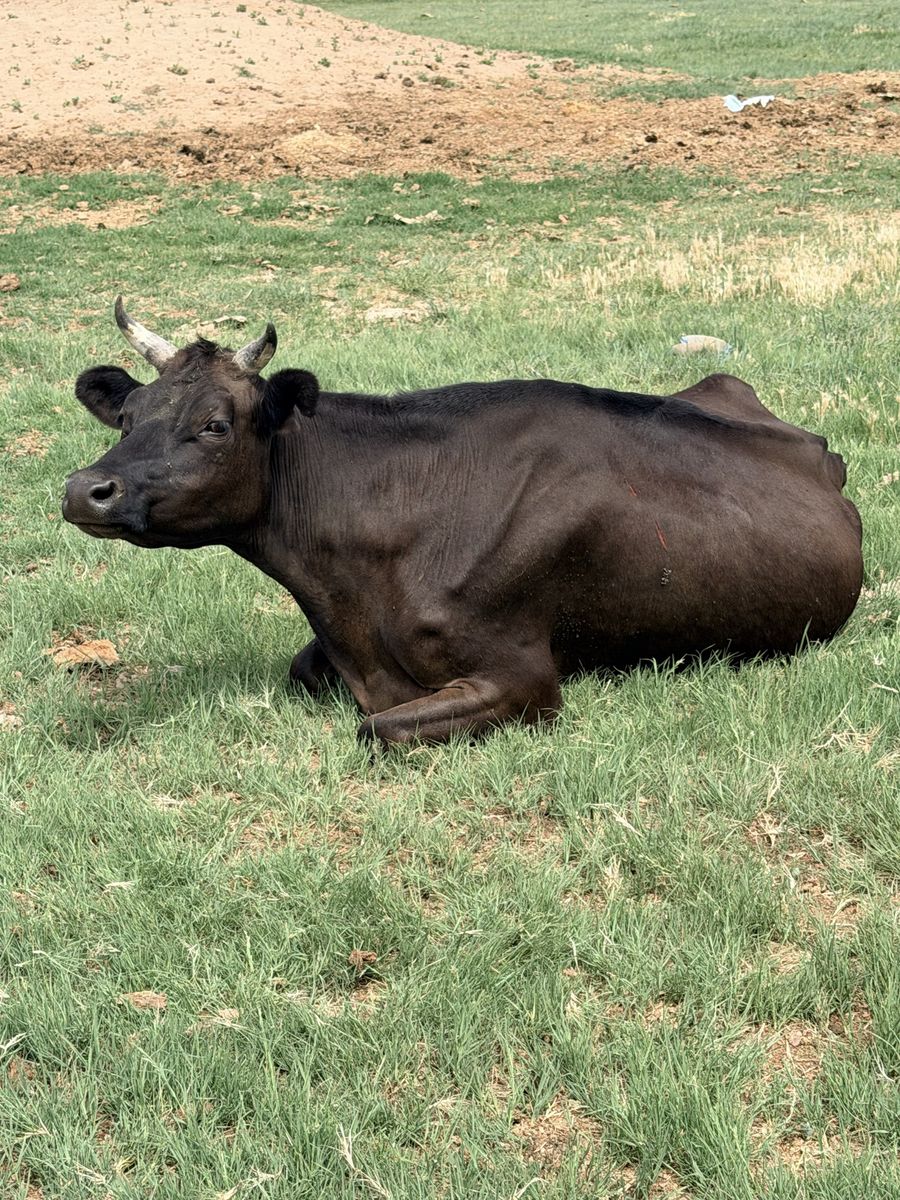Jersey milk cow
