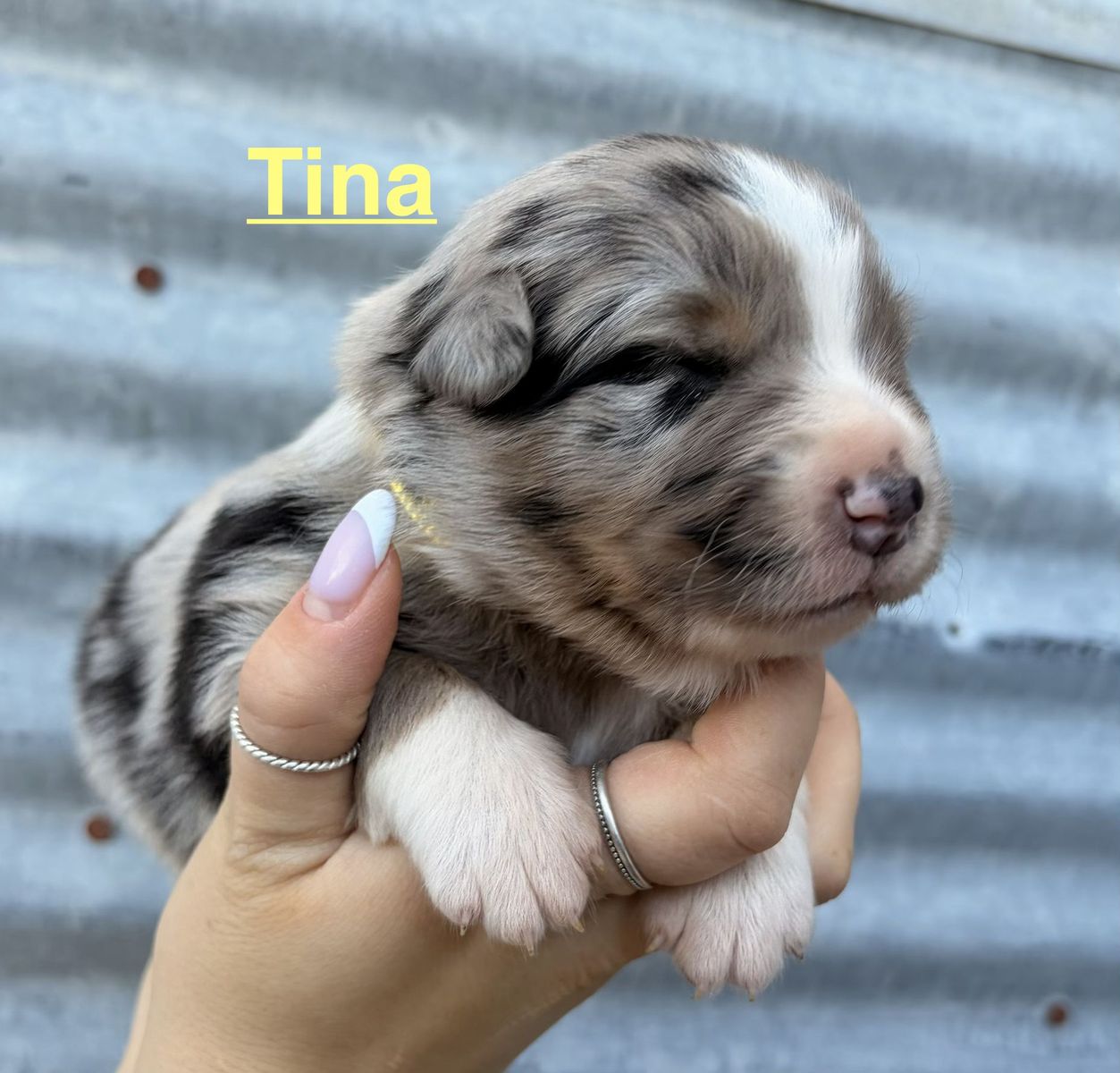 Australian Shepherd Puppies / Aussie