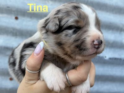 Australian Shepherd Puppies / Aussie
