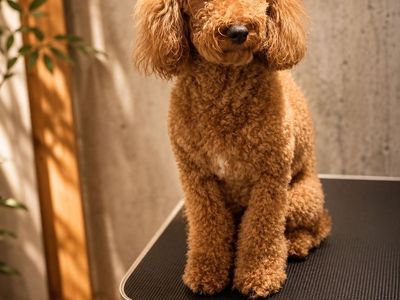 Goldendoodles