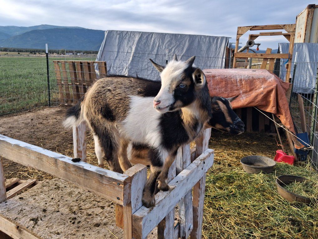 Blue-Eyed Nigerian Dwarf Buckling