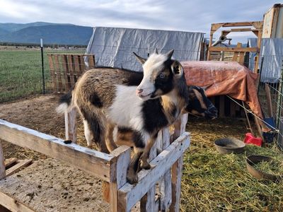 Blue-Eyed Nigerian Dwarf Buckling