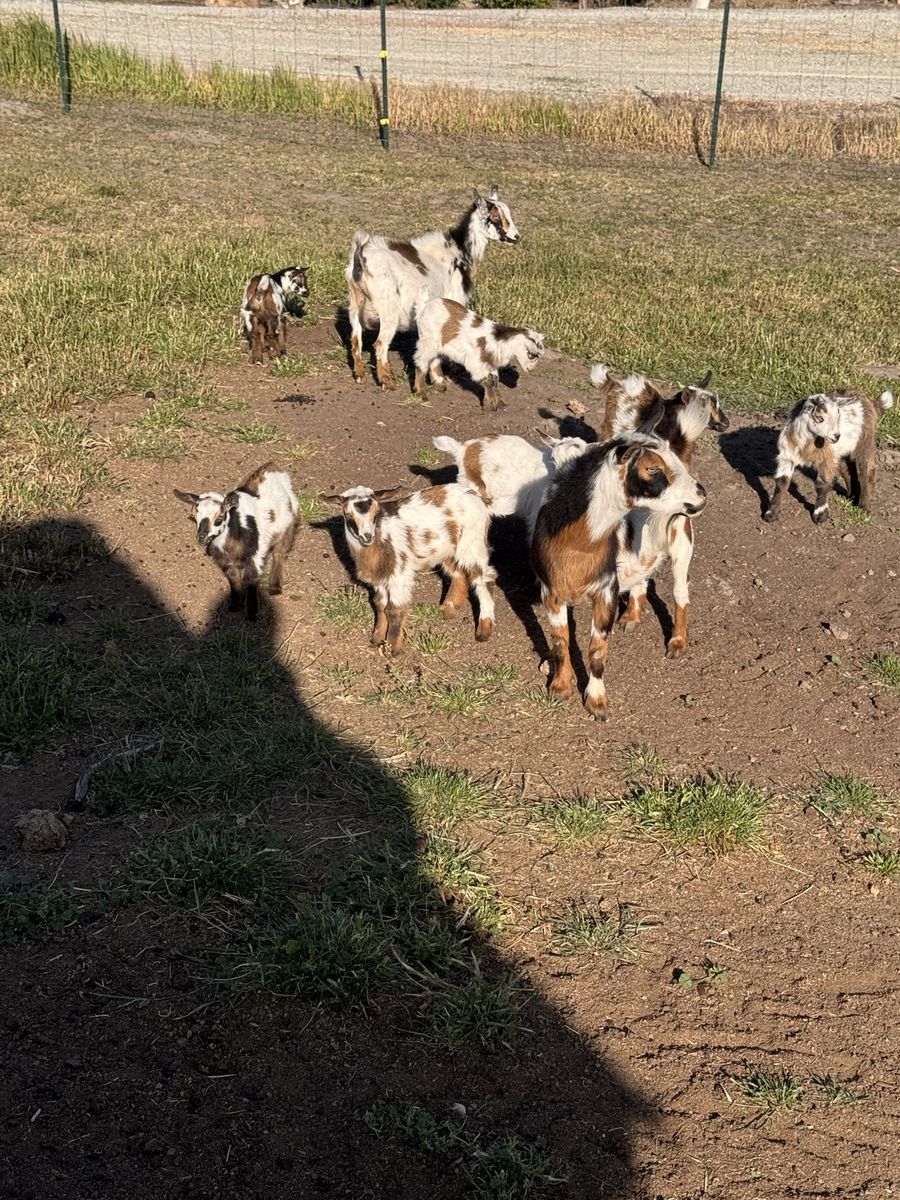 Nigerian dwarf goats