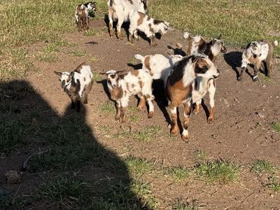 Nigerian dwarf goats