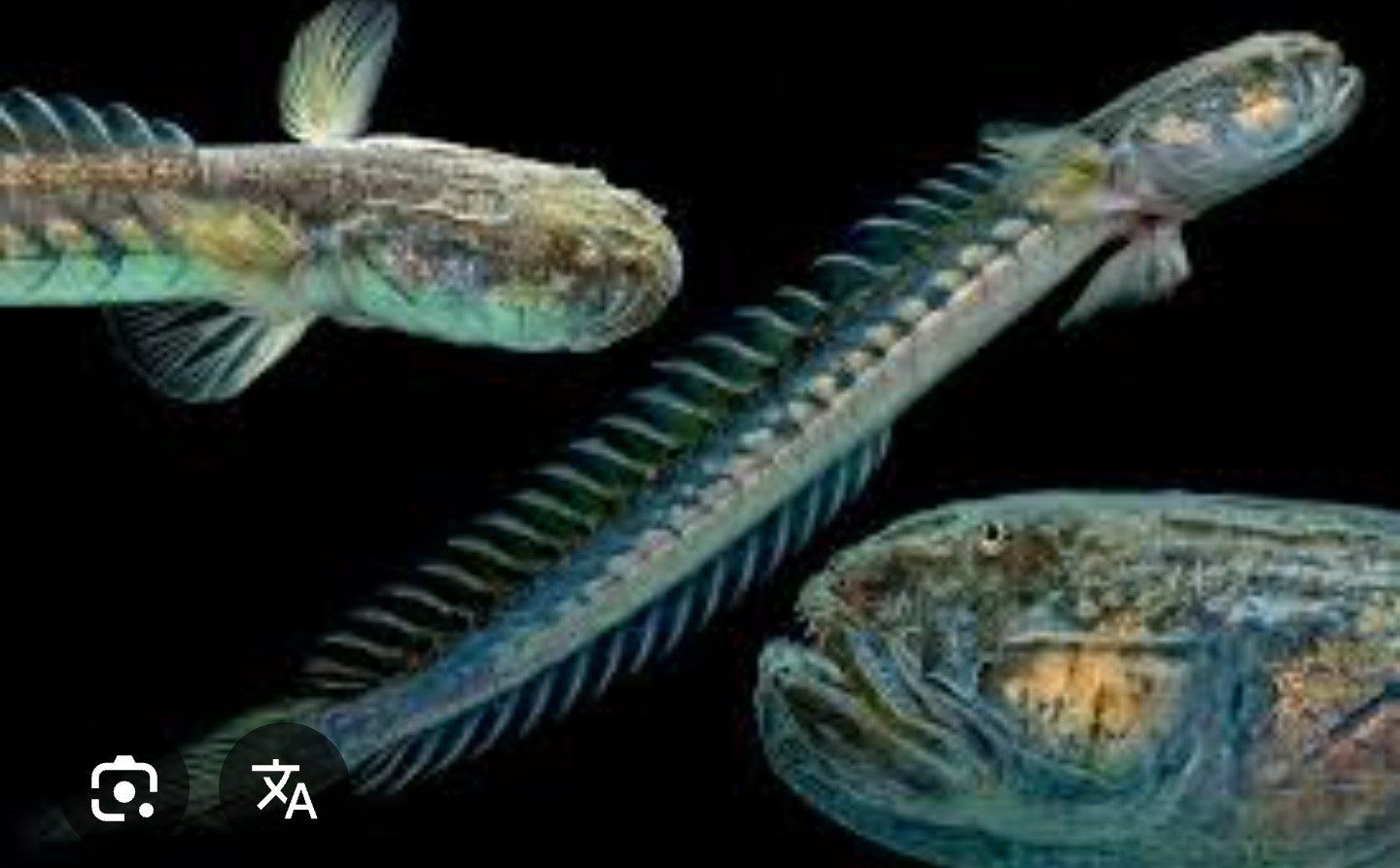 ISO Violet/Dragon Gobys