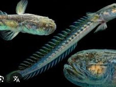 ISO Violet/Dragon Gobys