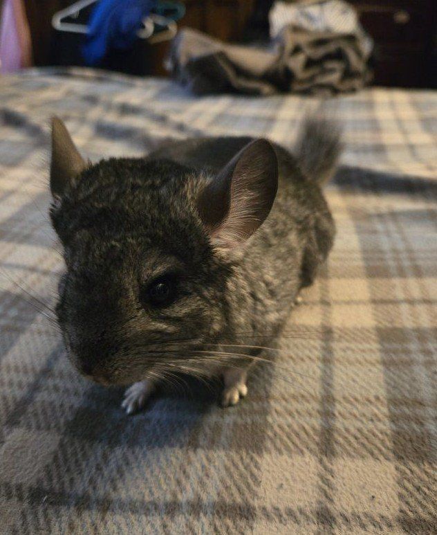 Chinchilla male