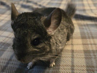 Chinchilla male