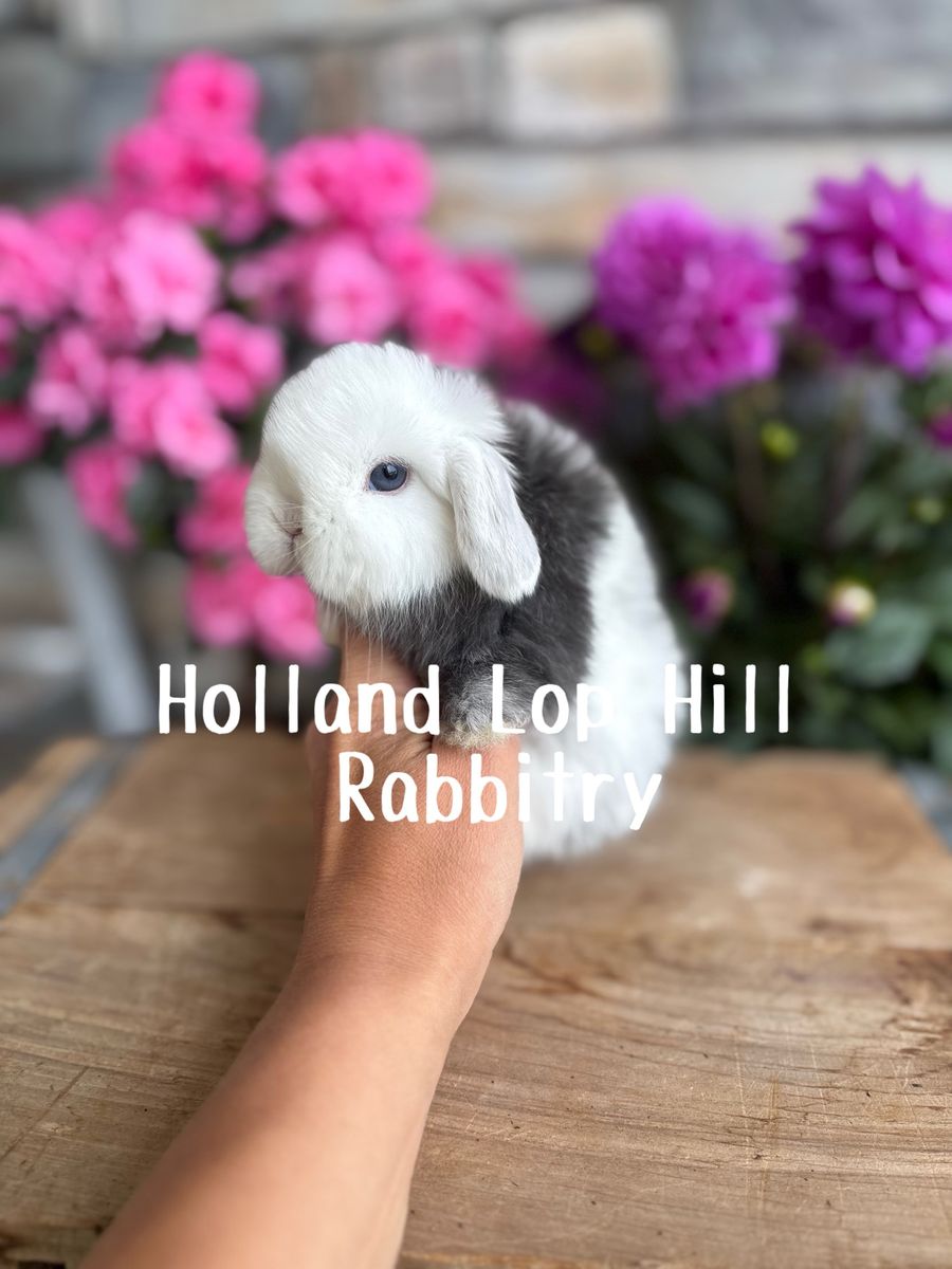 Gorgeous Purebred Holland Lop Baby Bunny