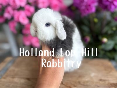 Gorgeous Purebred Holland Lop Baby Bunny