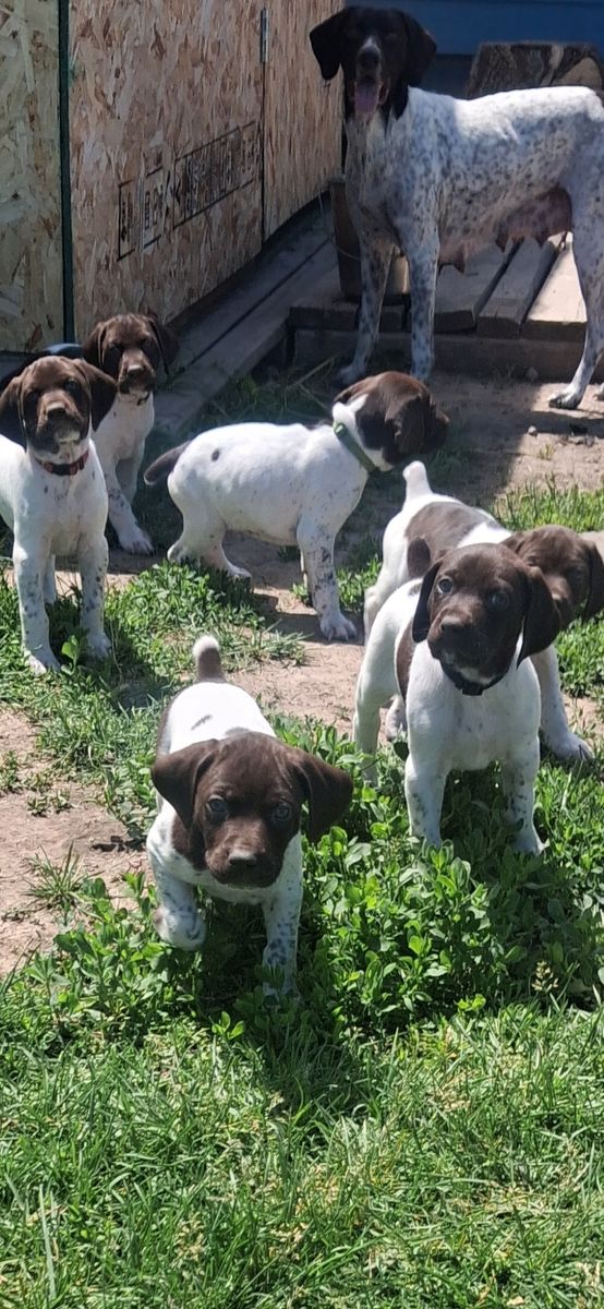 German shorthair pointer pupps