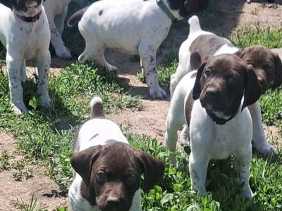 German shorthair pointer pupps