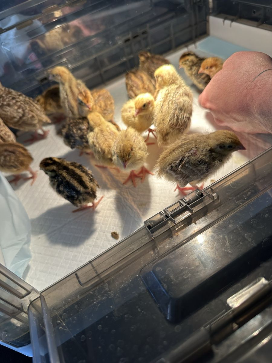 Coturnix quail