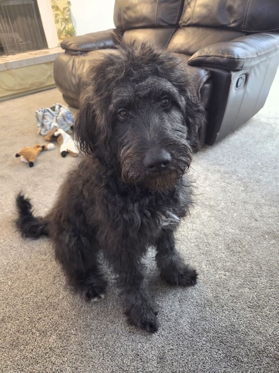 Free Border-Doodle (7 mos., neutered)