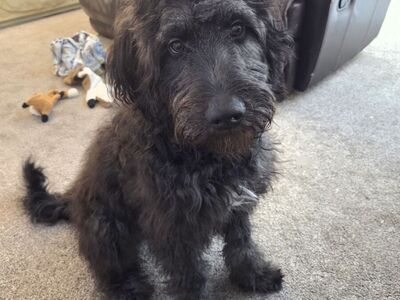 Free Border-Doodle (7 mos., neutered)