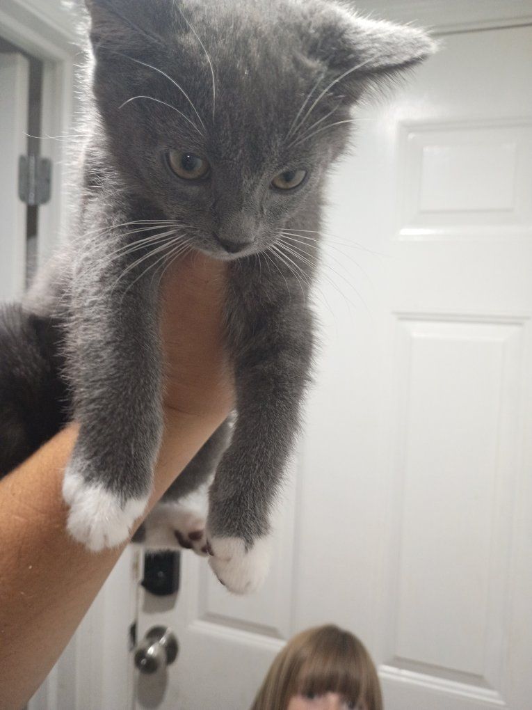 Cute Gray and White Kittens Available