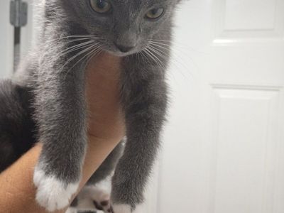 Cute Gray and White Kittens Available