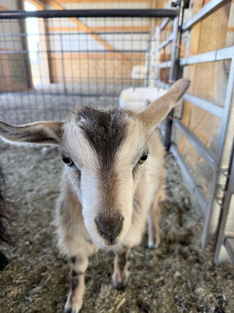 8 week old silky fainting doeling goat
