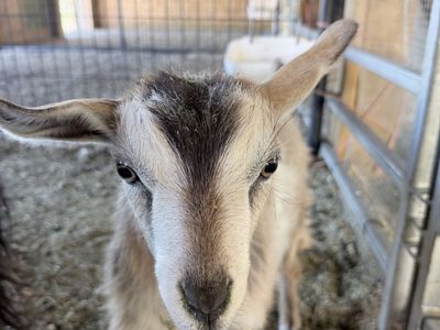 8 week old silky fainting doeling goat