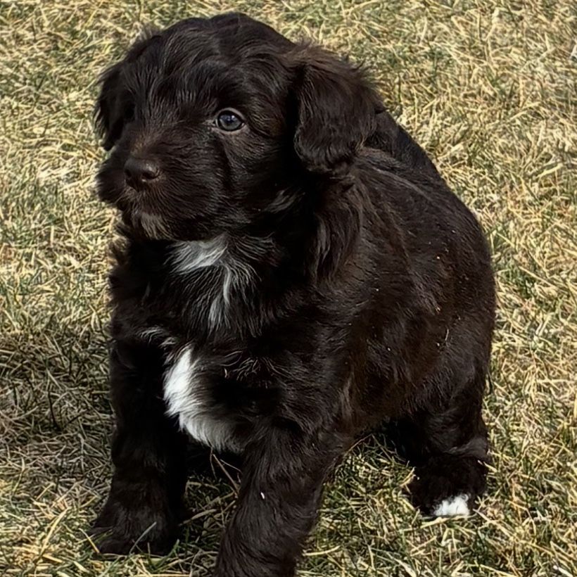 Miniature Whoodle's (wheaten Terrier/mini Poodle)