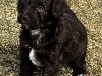 Miniature Whoodle's (wheaten Terrier/mini Poodle)