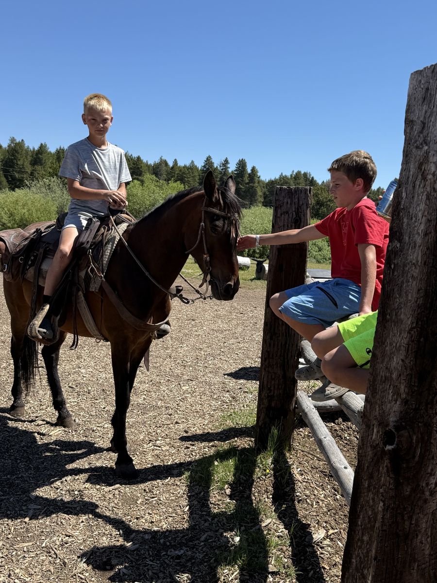 5 yr old gelding