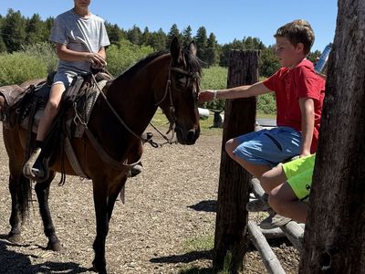 5 yr old gelding